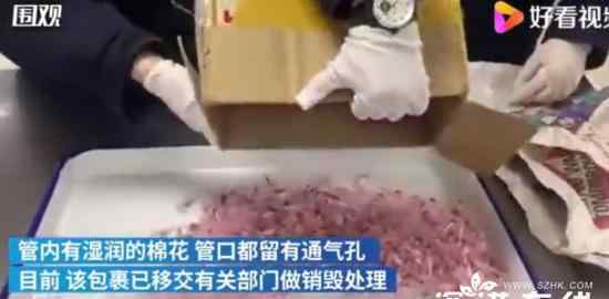 上海海关查获406只活体蚂蚁 实在太吓人了