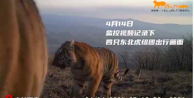 “大王”亲自来巡山？吉林4只东北虎组团“春游”