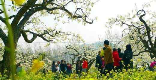 清明节扫墓时间清明节扫墓 清明节为什么要扫墓？