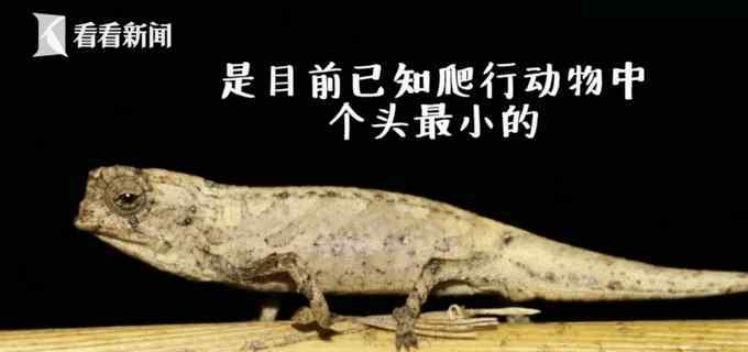 科学家发现地球最小爬行动物