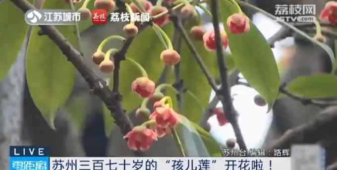 罕见！苏州370岁孩儿莲盛开：只开花不结果 繁殖特别难