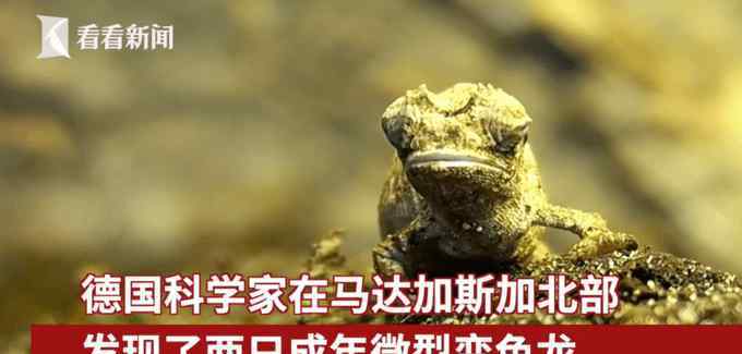 科学家发现地球最小爬行动物