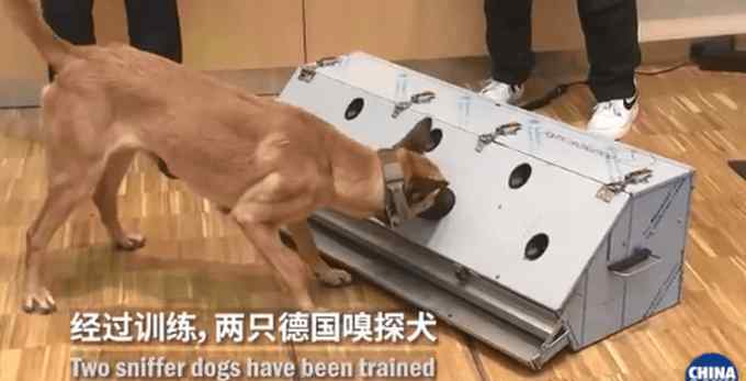 德国称两只嗅探犬能识别新冠患者，准确率高达94%，网友：有点费狗