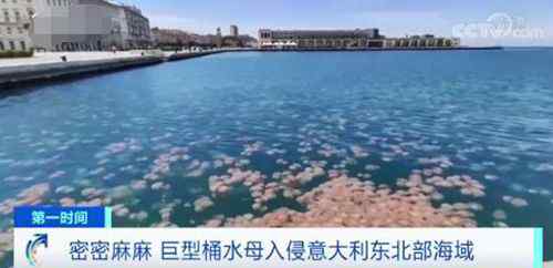 意大利海域遭水母入侵 密密麻麻场面壮观 还原事发经过及背后原因！