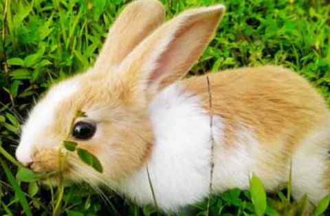 生肖兔生于农历几月财运好 属兔生在几月最命苦 生肖兔女最怕出生几月