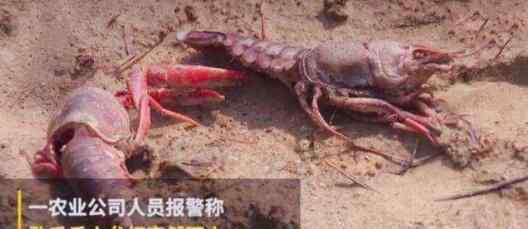 熊孩子毒死小龙虾 究竟是怎么回事？