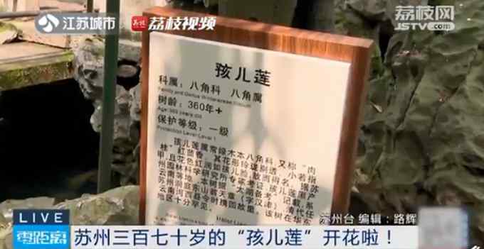 罕见！苏州370岁孩儿莲盛开：只开花不结果 繁殖特别难