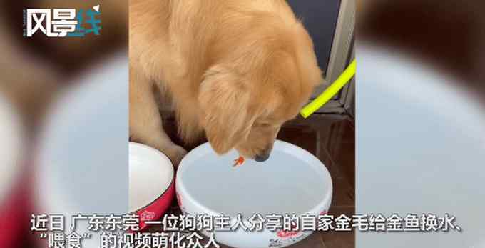 金毛给金鱼换水
