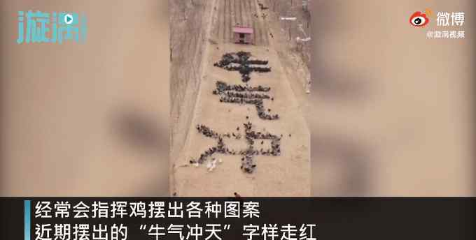 小伙指挥4千只鸡摆出牛气冲天