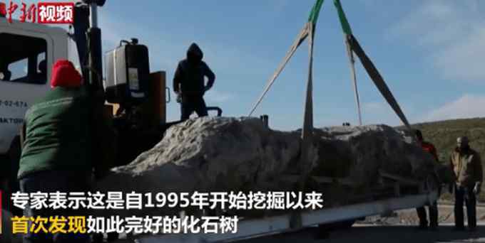 希腊发现2000万年前化石树