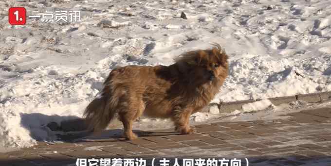 主人去世狗狗守5年