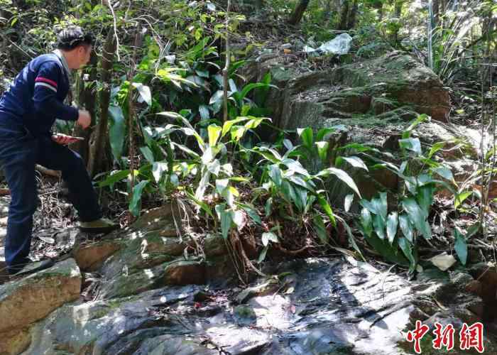 兰花蕉 曾认为已灭绝 广东茂名发现珍稀濒危植物兰花蕉群落