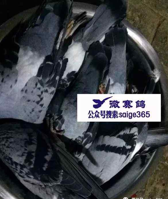 引来天落鸽的方法 处理天落最好的方法。