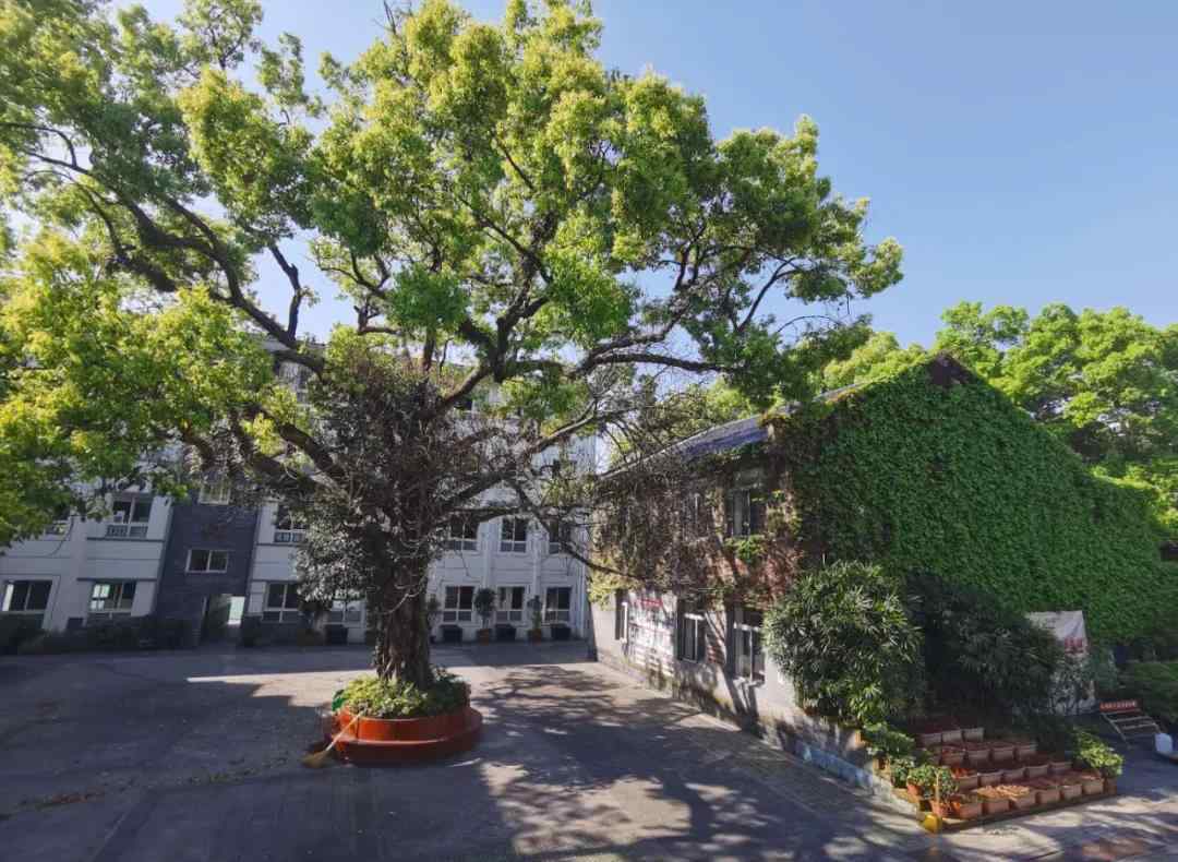 温州市瓦市小学 温州市瓦市小学2020年招生公告