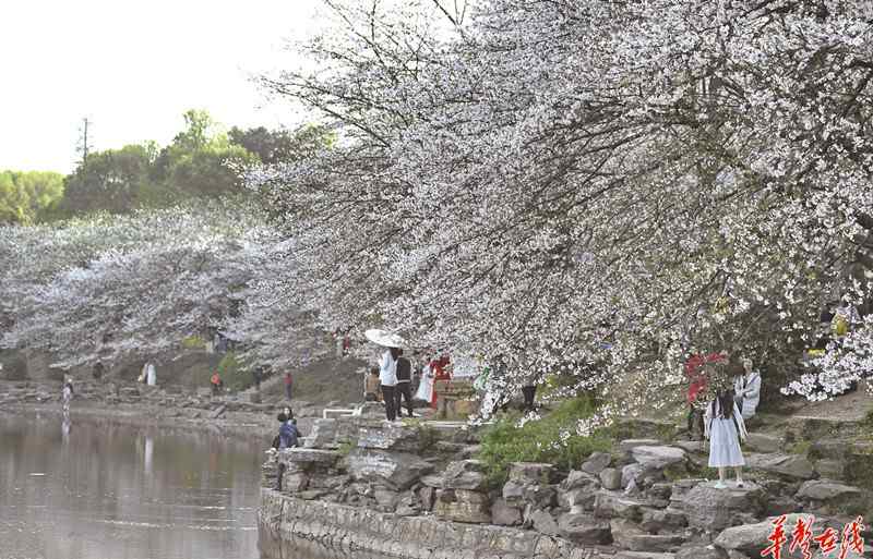又到春花烂漫时 又到春花烂漫时 这份长沙“赏花指南”请您收好