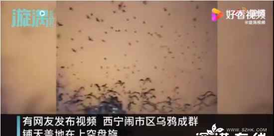 青海西宁上空乌鸦成群遮天蔽日 具体是什么景象