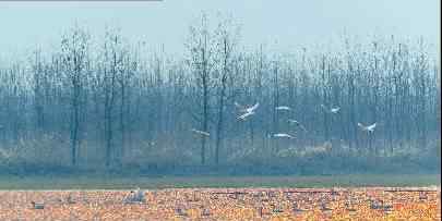 燕隼图片 冬季到湿地去观鸟