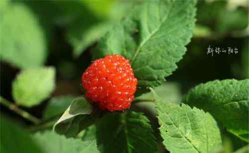 茅莓 这种“网红”野果其实是道地药材 你也吃过的！
