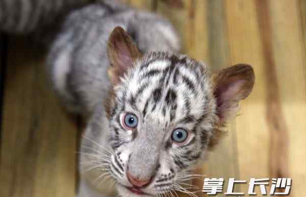 小白虎 [长沙]动物园6只小白虎快满百天啦!来帮它们取名