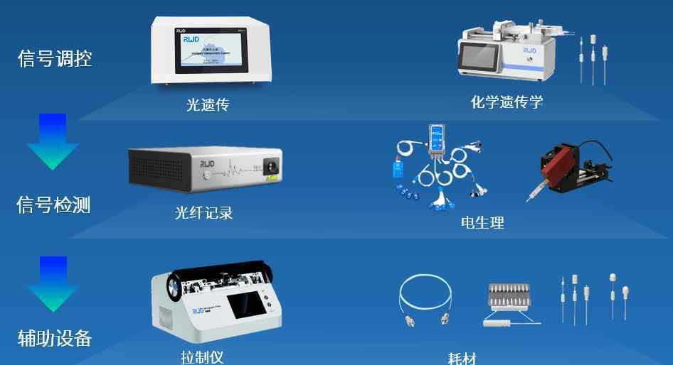 脑科学研究新进展，瑞沃德打造神经环路全方位解决方案
