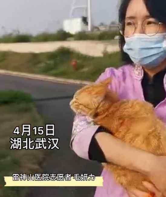 雷神山流浪小奶猫一年后成胖橘 果然是大橘为重 真相到底是怎样的？