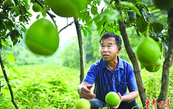 王安全 王安全：“试验田”里种果树 带头摸索致富路