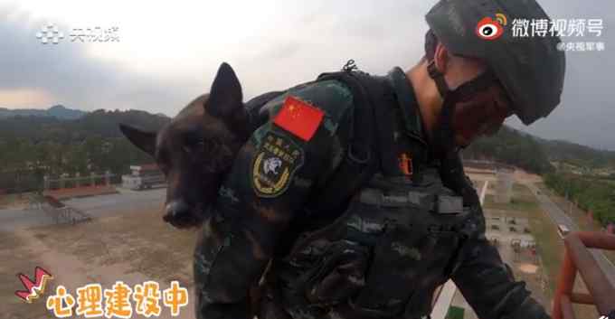 高空索降军犬抱紧特战队员胳膊 画面令人心疼又好笑