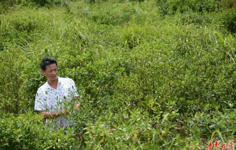 攸州网 砥砺奋进的五年·湖南篇 攸县网岭镇：搬开思想“拦路虎” 种下产业“摇钱树”