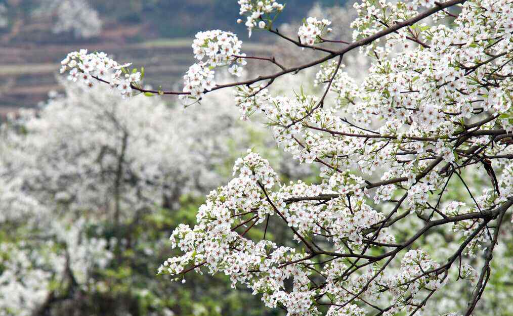 油菜花海 三月正是赏花时 瑞安桐浦重现几千亩油菜花海