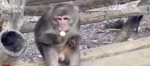 云南发现国家一级保护动物熊猴 究竟是怎么回事熊猴长啥样