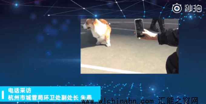 杭州率先推行宠物鼻纹身份证 究竟是怎么使用的