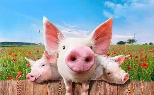 2021年一2022年猪价怎样 2021年到2025年养猪行情