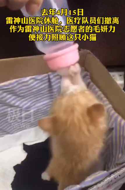 雷神山流浪小奶猫一年后成胖橘 果然是大橘为重 具体是啥情况?