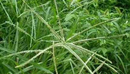 牛筋草泡水喝什么作用 牛筋草有什么作用？牛筋草泡水喝什么好处