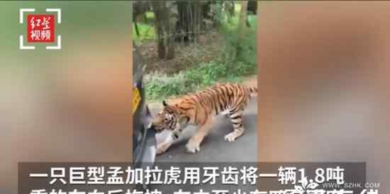 老虎咬住车尾将整车人拖动数米 这意味着什么?