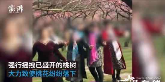 大妈为造桃花雨强行摇拽桃树 具体什么情况