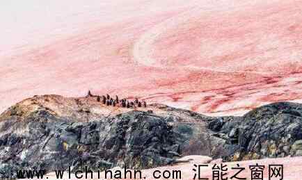 警惕!南极又出现“西瓜雪” 为什么会这样