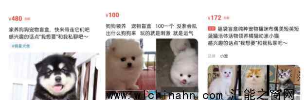 起底活体动物盲盒乱象:售出不退换 究竟发生了什么