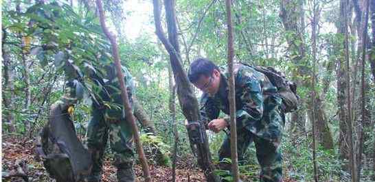 云豹图片 张家界八大公山现国家一级保护动物云豹[组图]