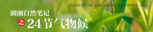 引而不发 湖湘自然笔记·我们的24节气物候记丨冬至 植物们从不在新年立旗，它们静默着引而不发