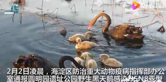 圆明园黑天鹅感染禽流感 真相到底是怎样的？