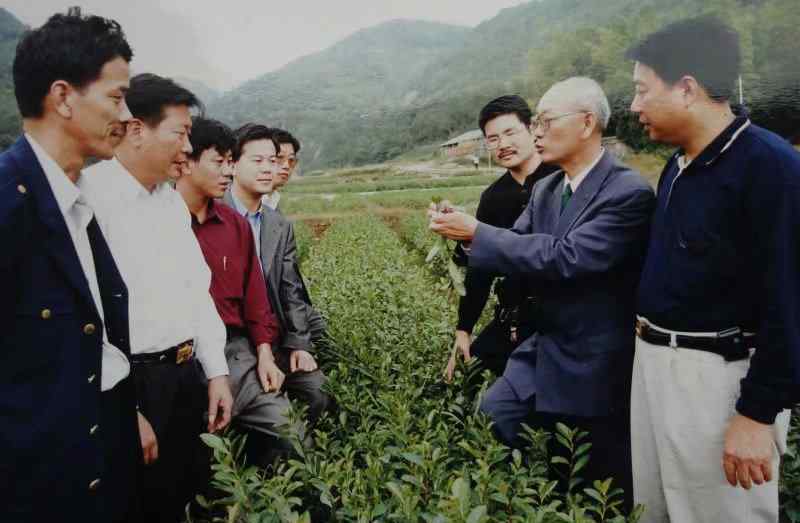 高麟 高麟溢的茶叶人生