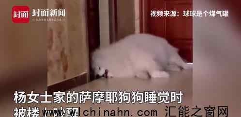 狗狗被楼上邻居吵醒翻白眼 为什么会这样