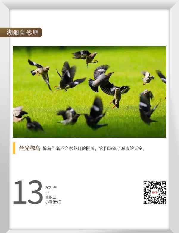 樟树子 湖湘自然历丨有樟树籽的地方，大概率就有它们