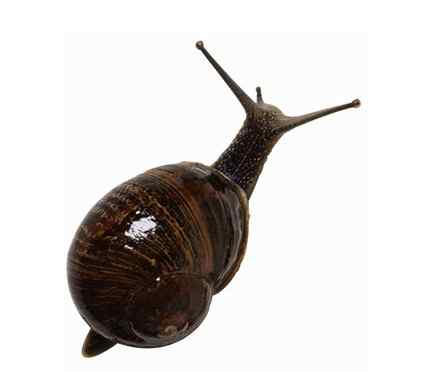 蜗牛美容 蜗牛、蟑螂按摩走红 健康风险大过美容作用