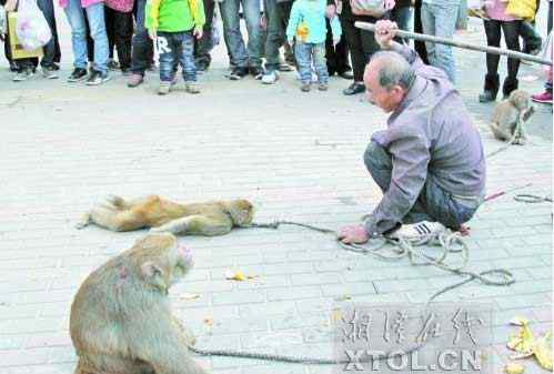 虐猴 湘潭耍猴人当街“虐猴” 手段残忍吓哭幼童/图