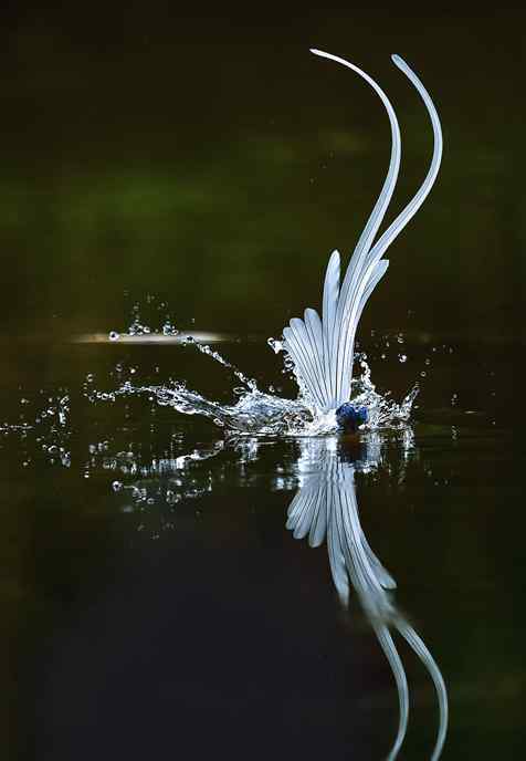 绶带鸟 白色绶带鸟首现温州 吸引众多“鸟人”拍摄