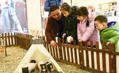 大肚猪 小香猪萌翻了 也有市民对商场“养猪”提不同的声音