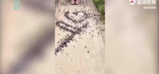 小伙指挥4千只鸡摆出”牛气冲天” 这是什么操作