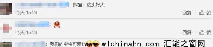 中国大熊猫在北欧玩雪 究竟发生了什么